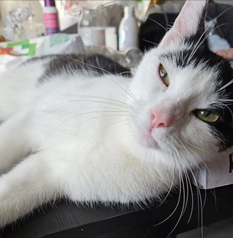 Kat Europese korthaar of huiskat