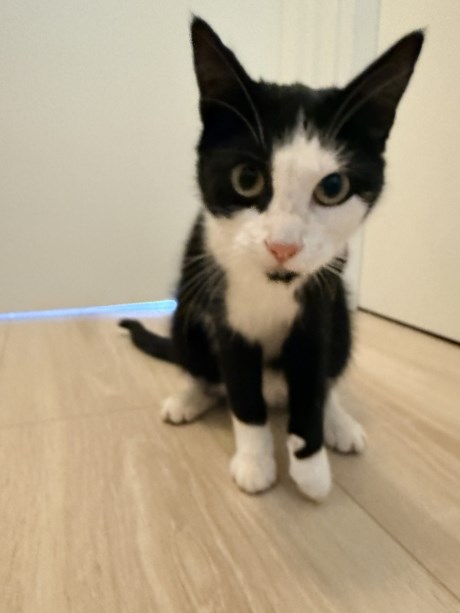 Kat Europese korthaar of huiskat