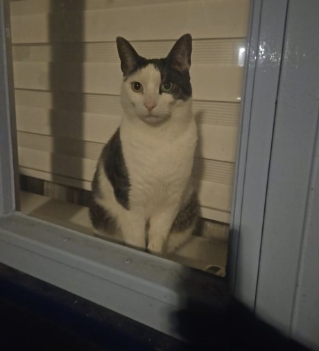 Kat Europese korthaar of huiskat