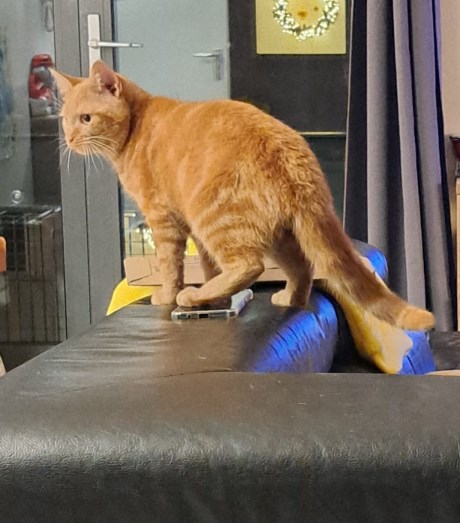 Kat Europese korthaar of huiskat