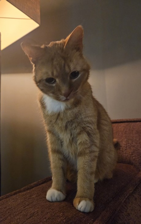 Kat Europese korthaar of huiskat