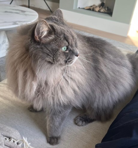 Kat Boskat/Siberisch