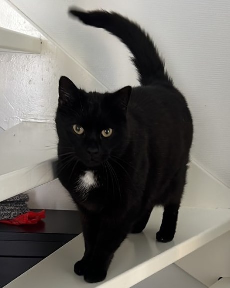 Kat Europese korthaar of huiskat