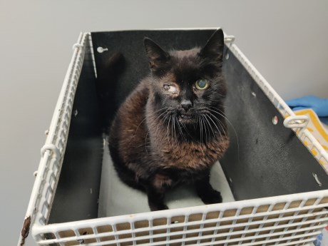 Kat Europese korthaar of huiskat