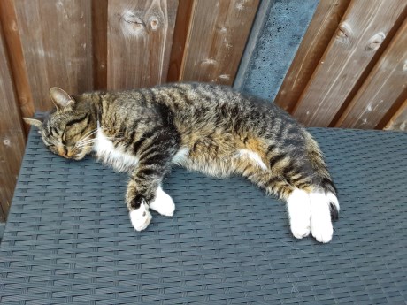 Kat Europese korthaar of huiskat