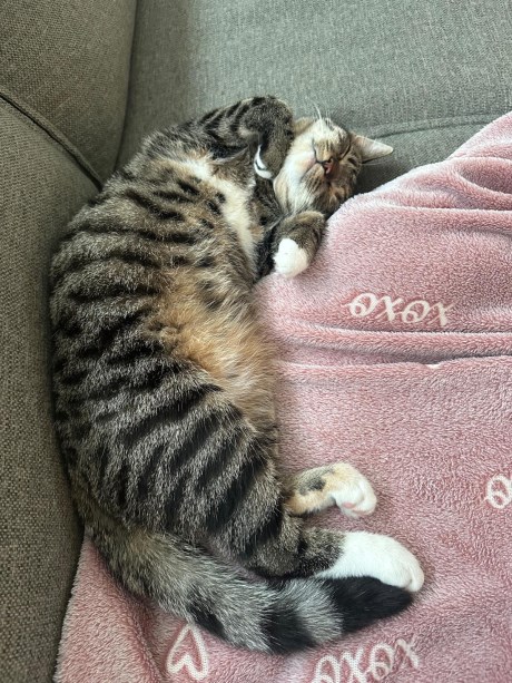 Kat Europese korthaar of huiskat