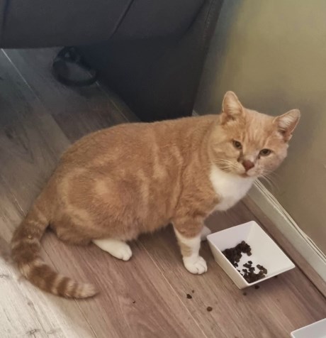 Kat Europese korthaar of huiskat