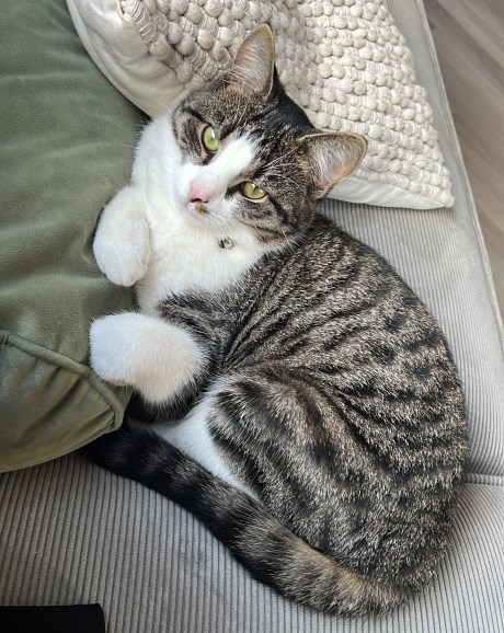 Kat Europese korthaar of huiskat