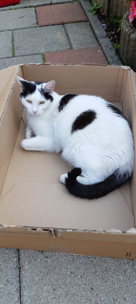 Kat Europese korthaar of huiskat