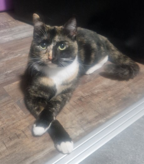 Kat Europese korthaar of huiskat