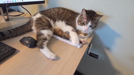 Kat Europese korthaar of huiskat