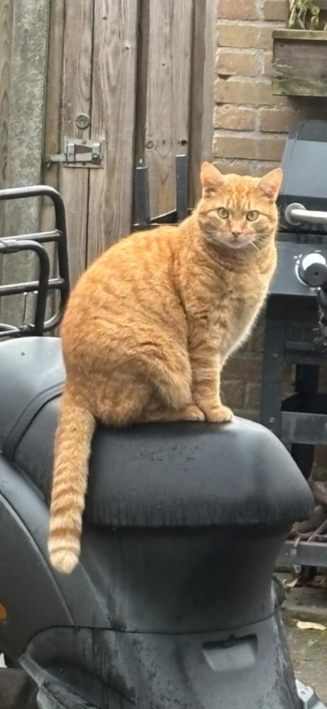 Kat Europese korthaar of huiskat