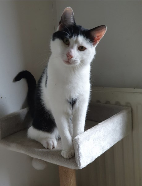 Kat Europese korthaar of huiskat