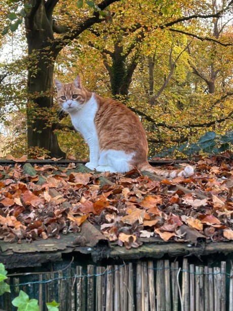 Kat Europese korthaar of huiskat