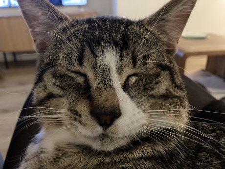 Kat Europese korthaar of huiskat