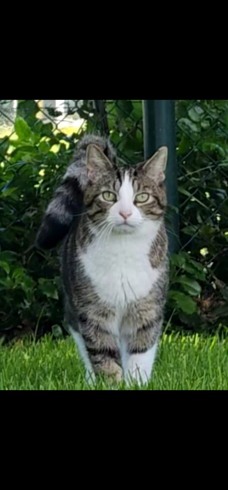 Kat Europese korthaar of huiskat