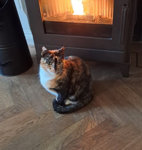 Kat Europese korthaar of huiskat