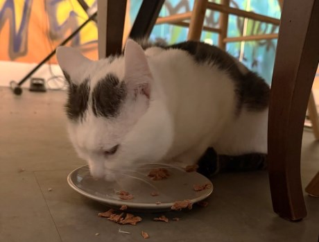 Kat Europese korthaar of huiskat