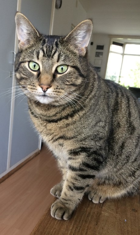 Kat Europese korthaar of huiskat