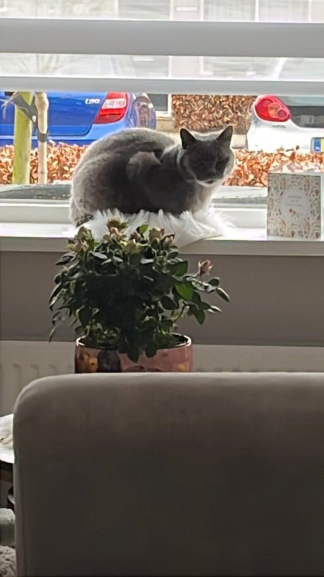 Kat Brits korthaar X