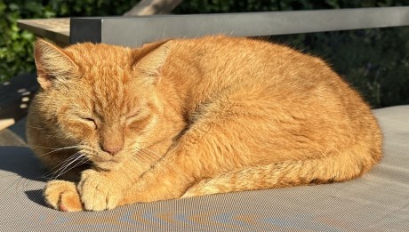 Kat Europese korthaar of huiskat