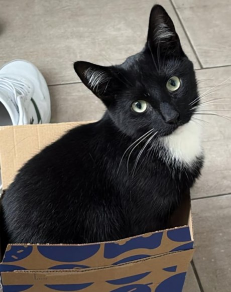 Kat Europese korthaar of huiskat