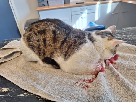 Kat Europese korthaar of huiskat