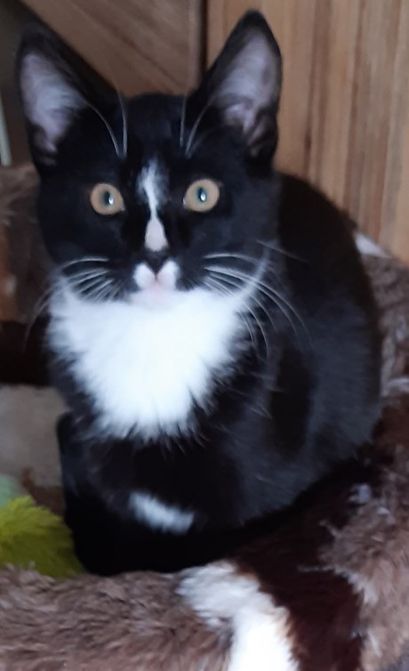 Kat Europese korthaar of huiskat