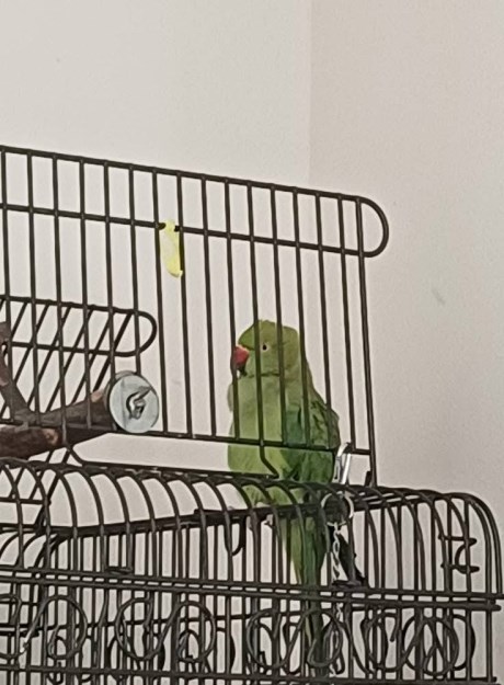 Vogel Overige rassen