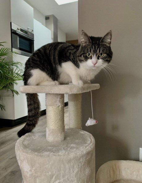 Kat Europese korthaar of huiskat