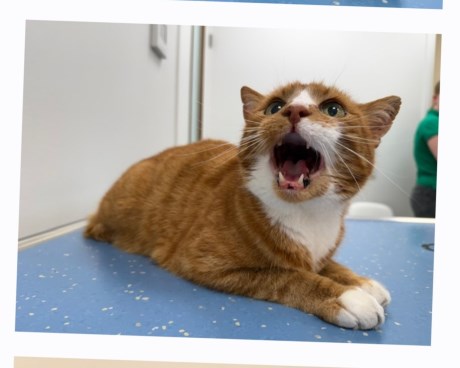 Kat Europese korthaar of huiskat