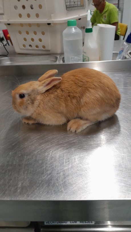 Knaagdier / Haasachtige Konijn