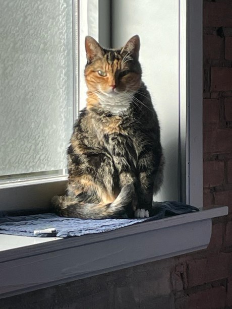 Kat Europese korthaar of huiskat