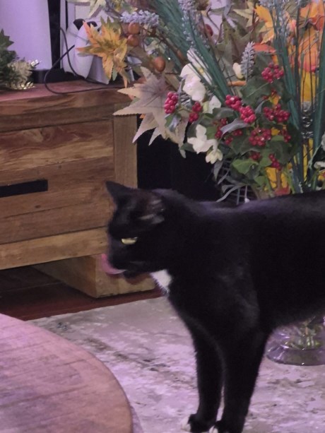 Kat Europese korthaar of huiskat