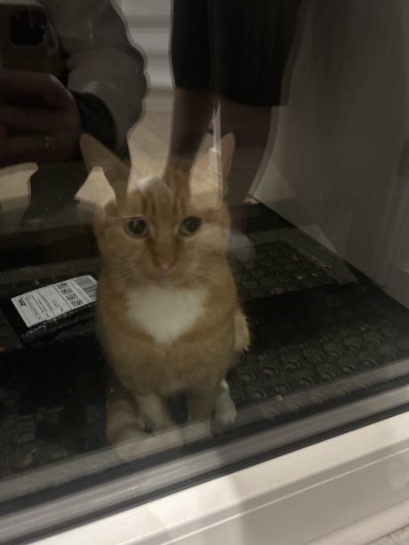 Kat Europese korthaar of huiskat