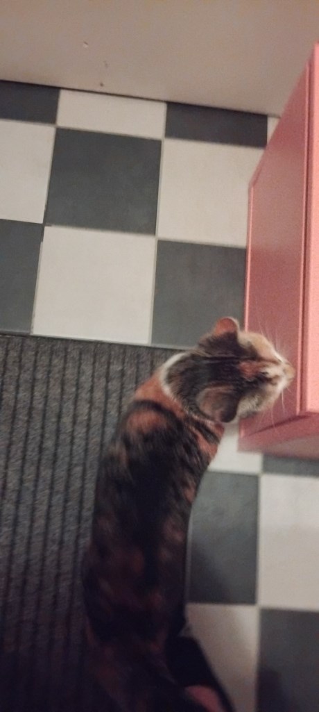 Kat Europese korthaar of huiskat