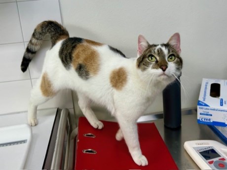 Kat Europese korthaar of huiskat