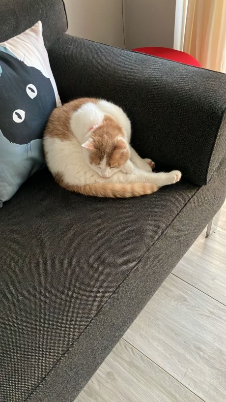 Kat Europese korthaar of huiskat