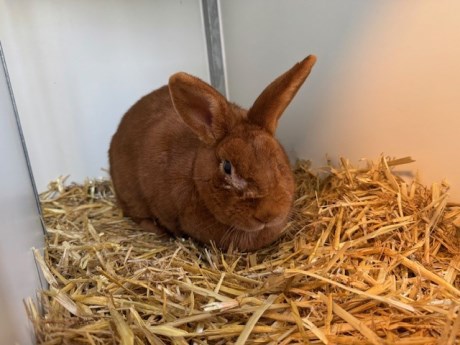 Knaagdier / Haasachtige Konijn