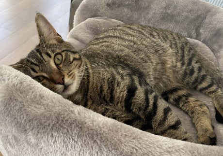 Kat Europese korthaar of huiskat