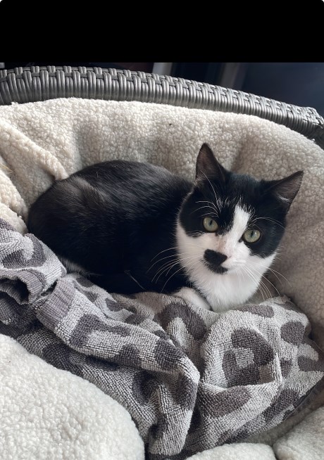 Kat Europese korthaar of huiskat