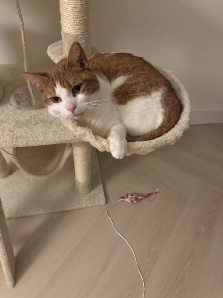 Kat Europese korthaar of huiskat