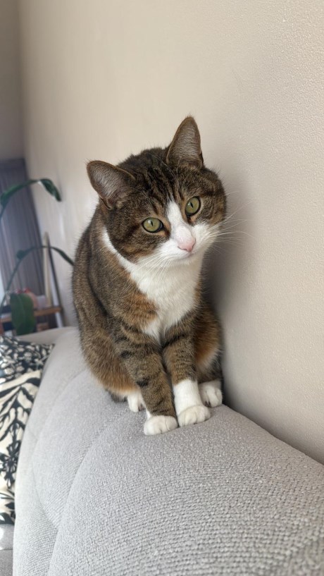 Kat Europese korthaar of huiskat