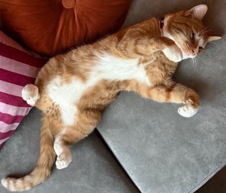 Kat Europese korthaar of huiskat