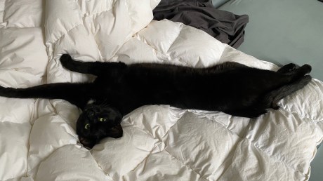 Kat Europese korthaar of huiskat