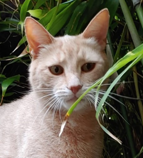 Kat Europese korthaar of huiskat