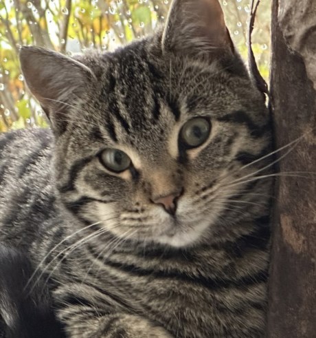 Kat Europese korthaar of huiskat