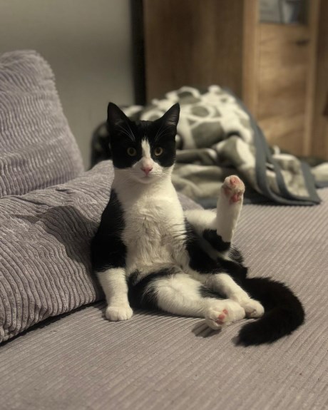 Kat Europese korthaar of huiskat