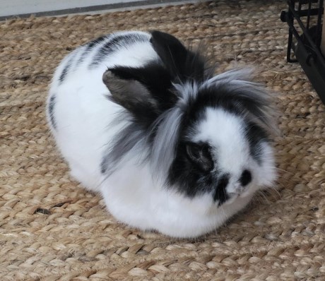 Knaagdier / Haasachtige Konijn