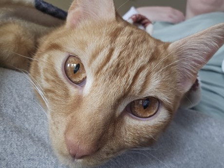 Kat Europese korthaar of huiskat